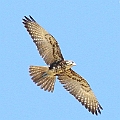 Brown Falcon<br />Canon EOS 7D + EF300 F2.8L III + EF1.4xII